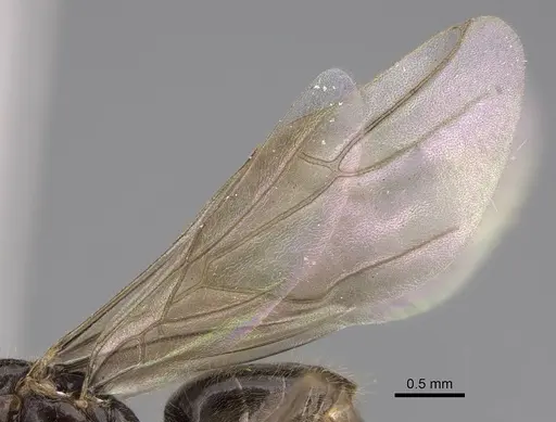 Lasius atopus - EMEC1133813