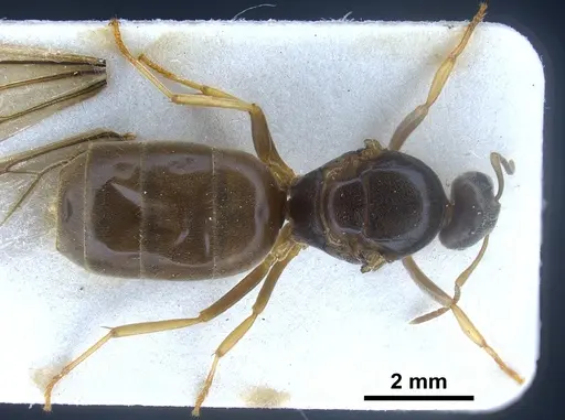 Lasius austriacus specimen