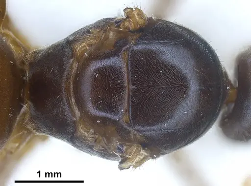 Lasius austriacus specimen