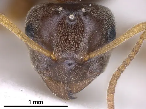 Lasius austriacus specimen