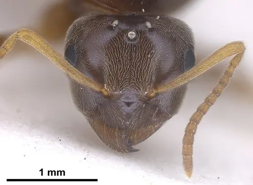 Lasius austriacus - ANTWEB1041265