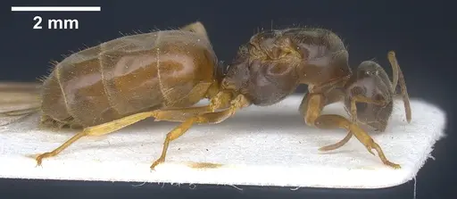 Lasius austriacus - ANTWEB1041265