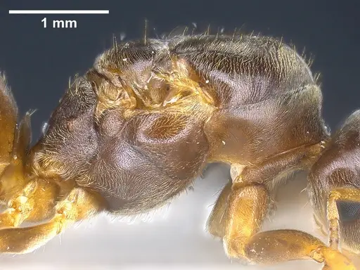 Lasius austriacus - ANTWEB1041265