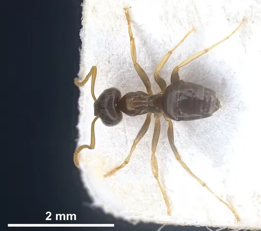 Lasius austriacus - ANTWEB1041266
