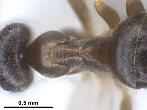 Lasius austriacus - ANTWEB1041266