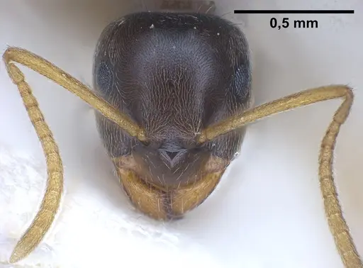 Lasius austriacus - ANTWEB1041266