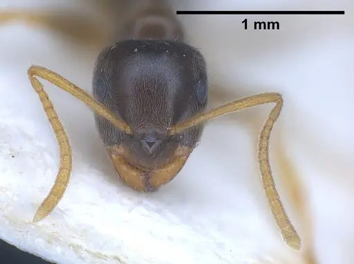 Lasius austriacus - ANTWEB1041266