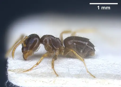 Lasius austriacus - ANTWEB1041266