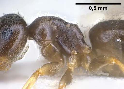 Lasius austriacus - ANTWEB1041266