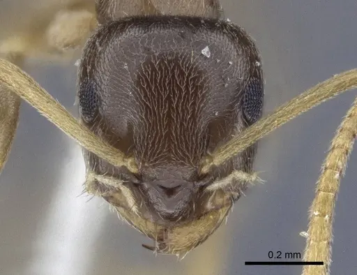 Lasius austriacus - CASENT0916646