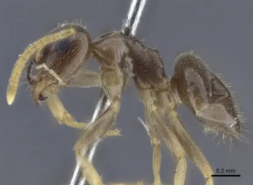 Lasius austriacus - CASENT0916646