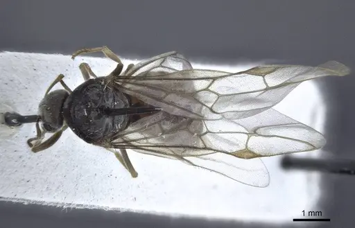 Lasius austriacus - CASENT0916647