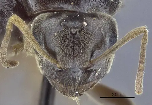 Lasius austriacus - CASENT0916647