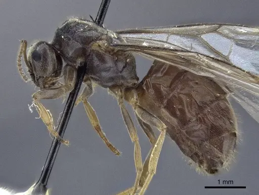 Lasius austriacus - CASENT0916647