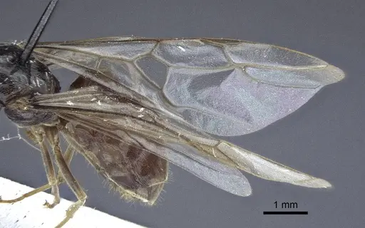 Lasius austriacus - CASENT0916647