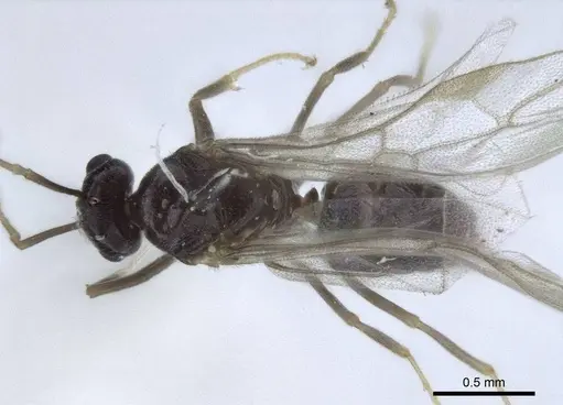 Lasius austriacus - CASENT0916648