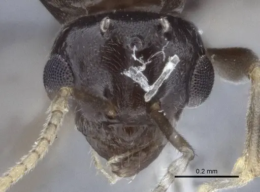 Lasius austriacus - CASENT0916648