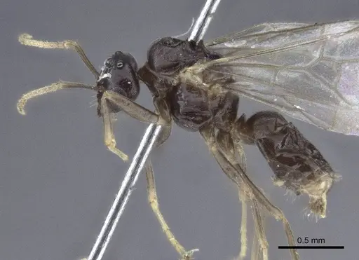 Lasius austriacus - CASENT0916648