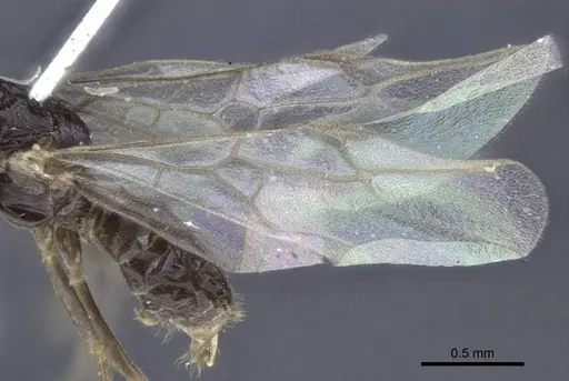 Lasius austriacus - CASENT0916648