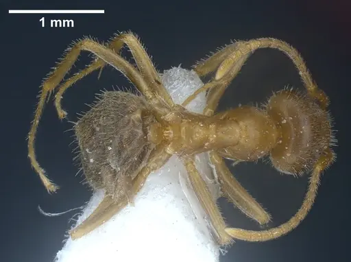 Lasius balcanicus specimen