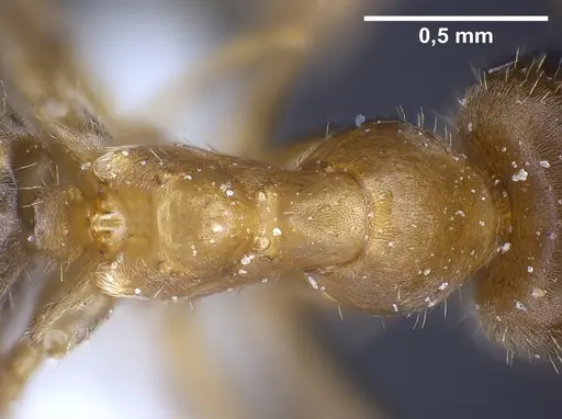 Lasius balcanicus specimen