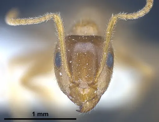 Lasius balcanicus - ANTWEB1041267