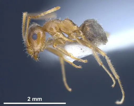 Lasius balcanicus - ANTWEB1041267