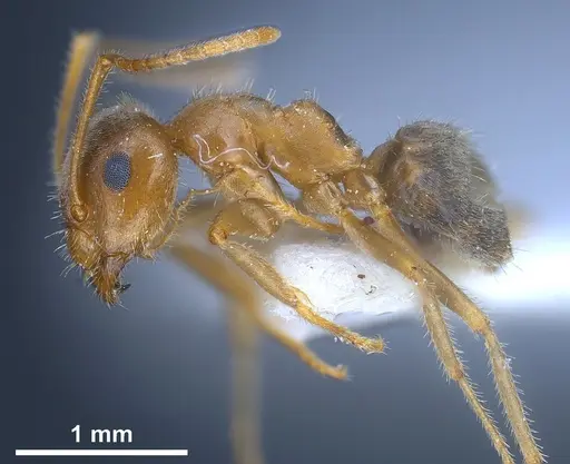 Lasius balcanicus - ANTWEB1041267