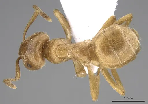 Lasius balcanicus - CASENT0906075