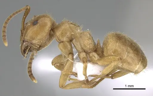 Lasius balcanicus - CASENT0906075