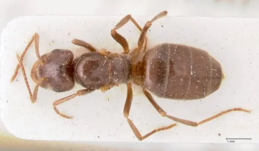 Lasius balcanicus - FOCOL0757