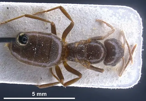Lasius balcanicus - FOCOL0757