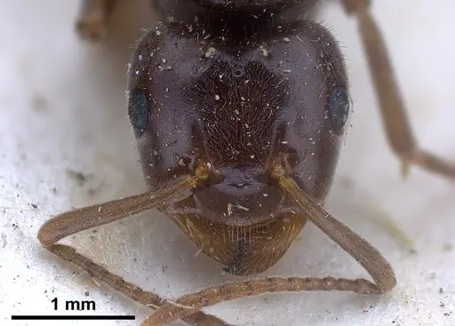 Lasius balcanicus - FOCOL0757