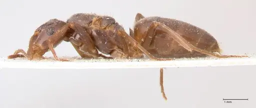 Lasius balcanicus - FOCOL0757