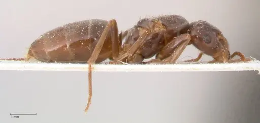 Lasius balcanicus - FOCOL0757