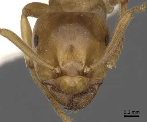 Lasius bicornis specimen