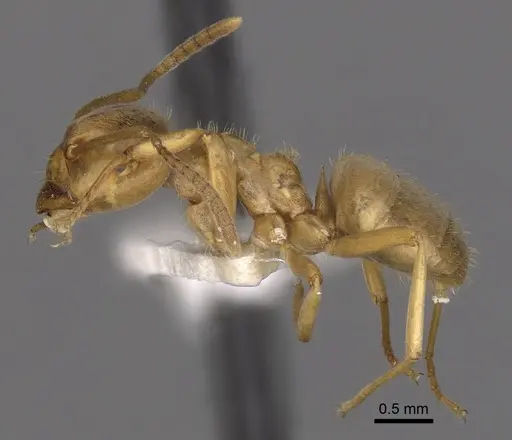 Lasius bicornis specimen