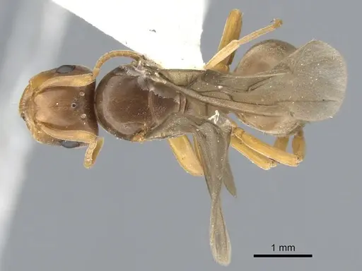 Lasius bicornis - CASENT0903211