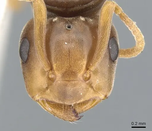 Lasius bicornis - CASENT0903211