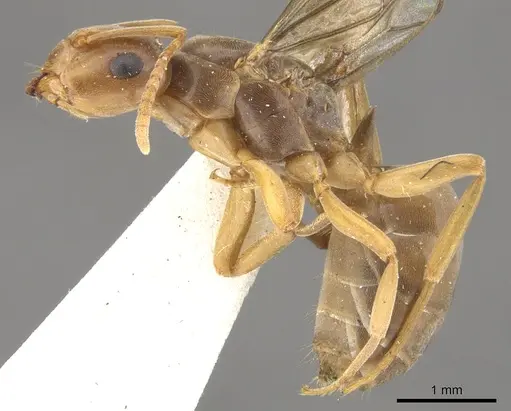 Lasius bicornis - CASENT0903211