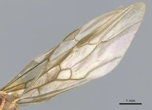 Lasius bicornis - CASENT0903211