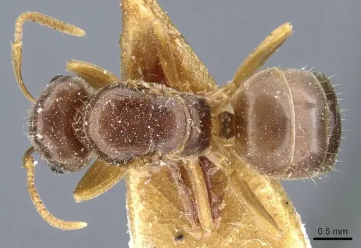 Lasius bicornis - CASENT0905680