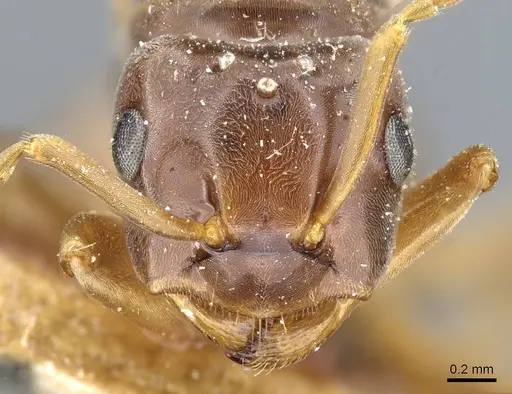 Lasius bicornis - CASENT0905680