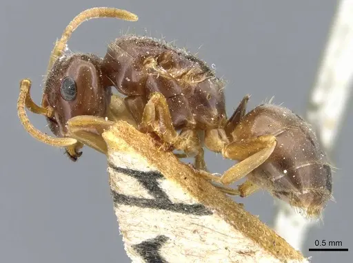 Lasius bicornis - CASENT0905680