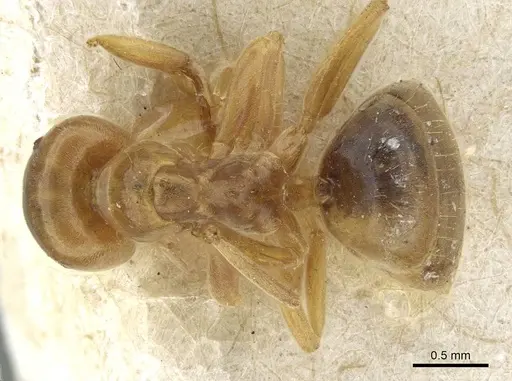 Lasius bicornis - CASENT0911052
