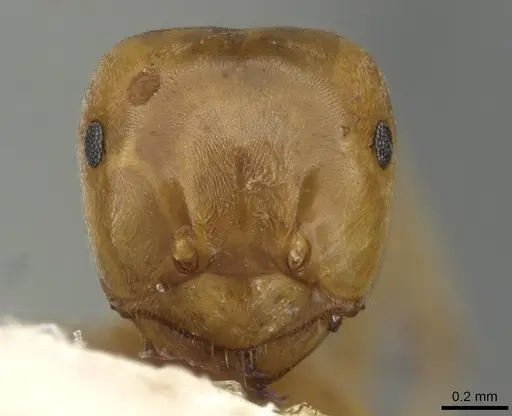 Lasius bicornis - CASENT0911052