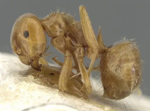 Lasius bicornis - CASENT0911052