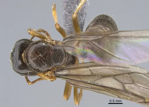 Lasius bicornis - CASENT0923679