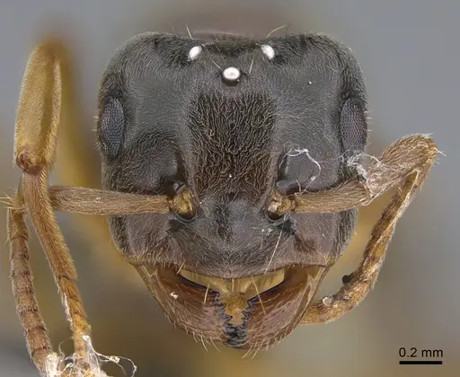 Lasius bicornis - CASENT0923679