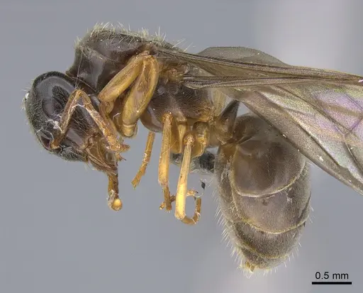 Lasius bicornis - CASENT0923679